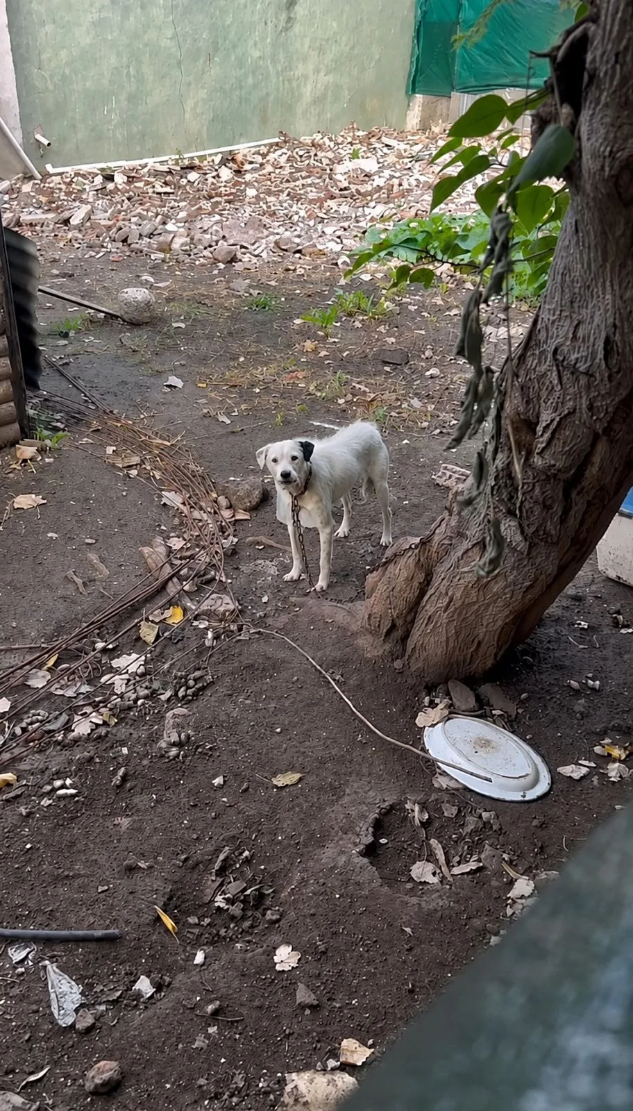 Princesa: cómo llegó