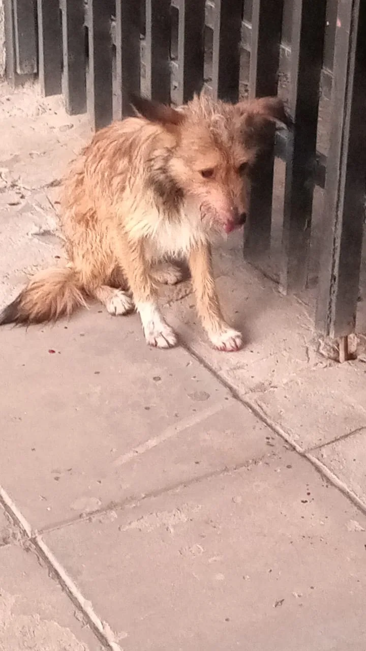 Zorrito: cómo llegó